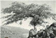 Bisbee; Arizona; Mule Mountains; Oak Tree; Landscape